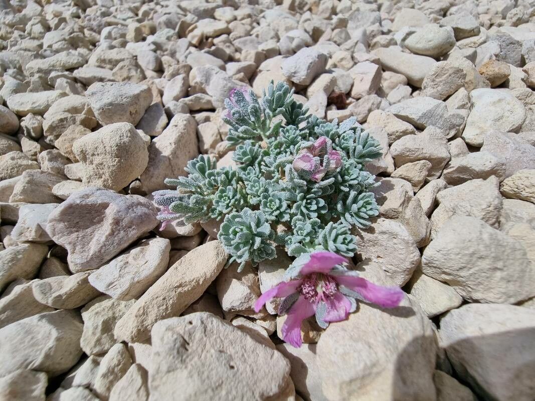 Nototriche flabellata flower
