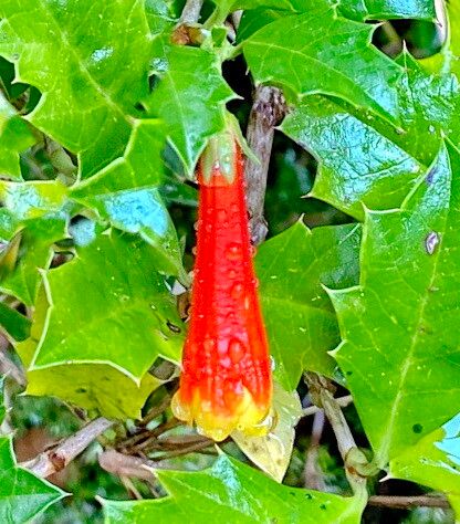 Desfontainia fulgens — related species from the same genus