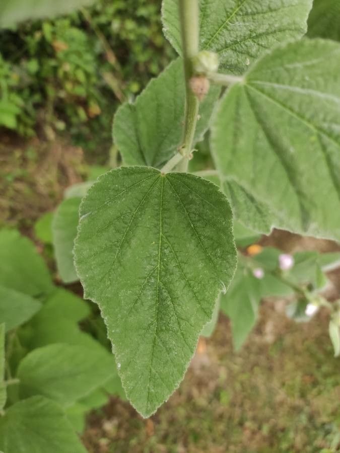 Althaea officinalis