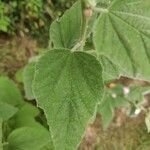 Althaea officinalis