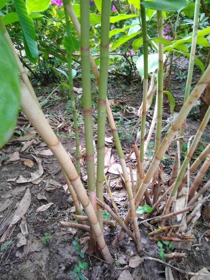Costus barbatus bark