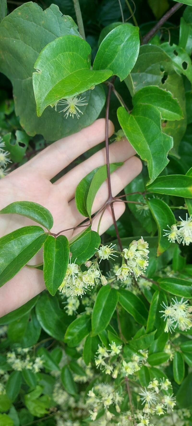 Clematis brasiliana — search result for 'Clematis'