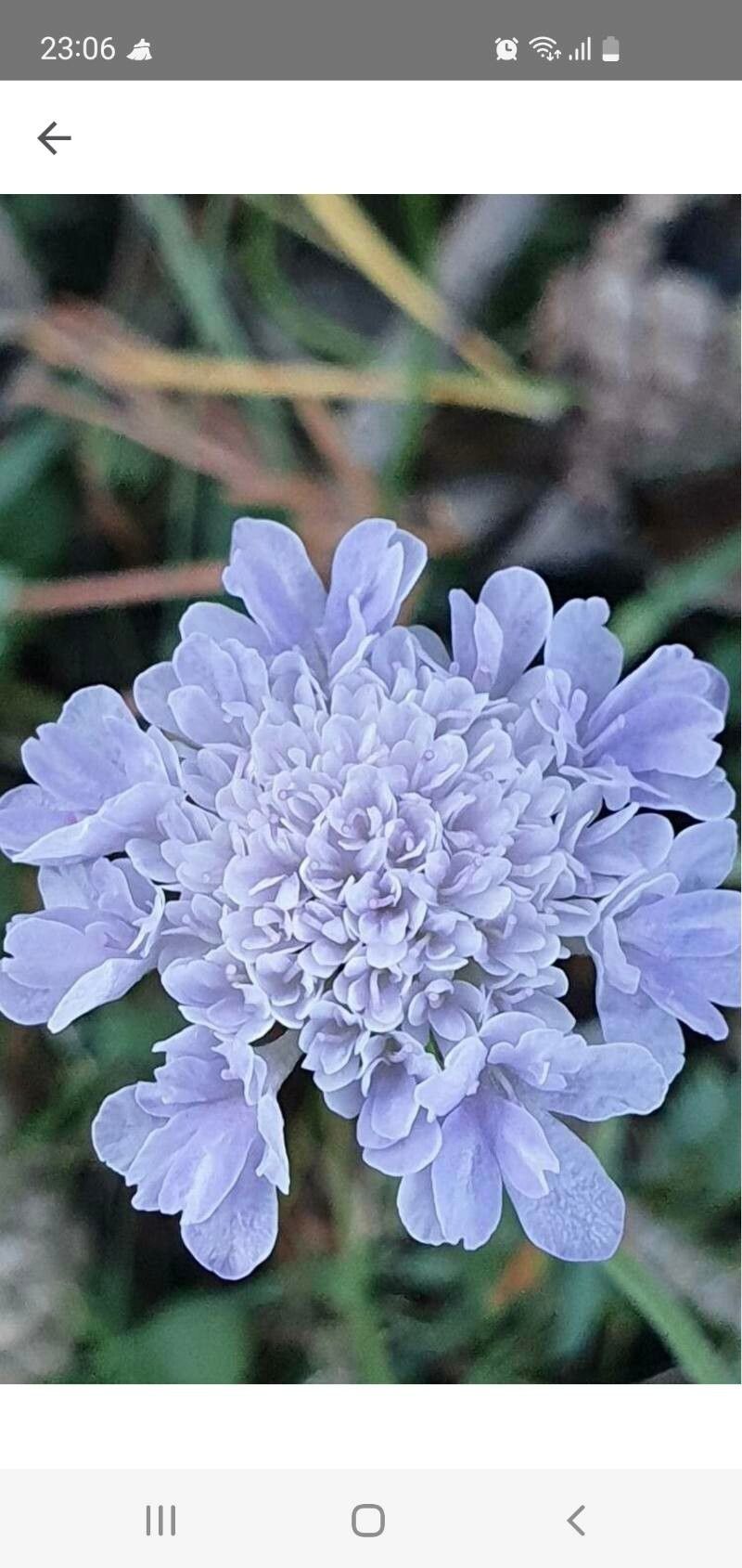 Scabiosa silenifolia flower
