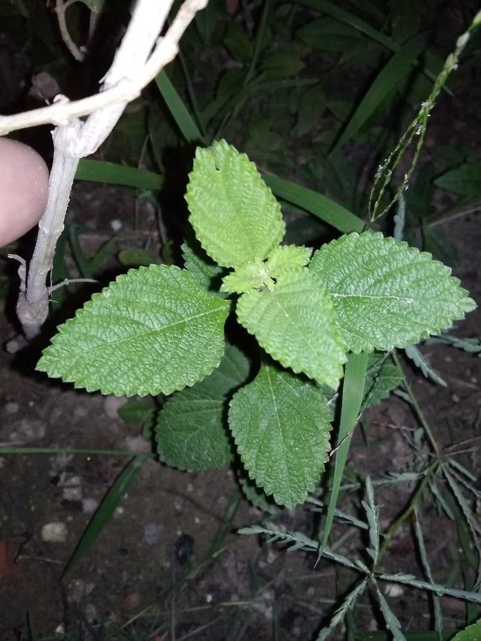 Lippia acuminata leaf