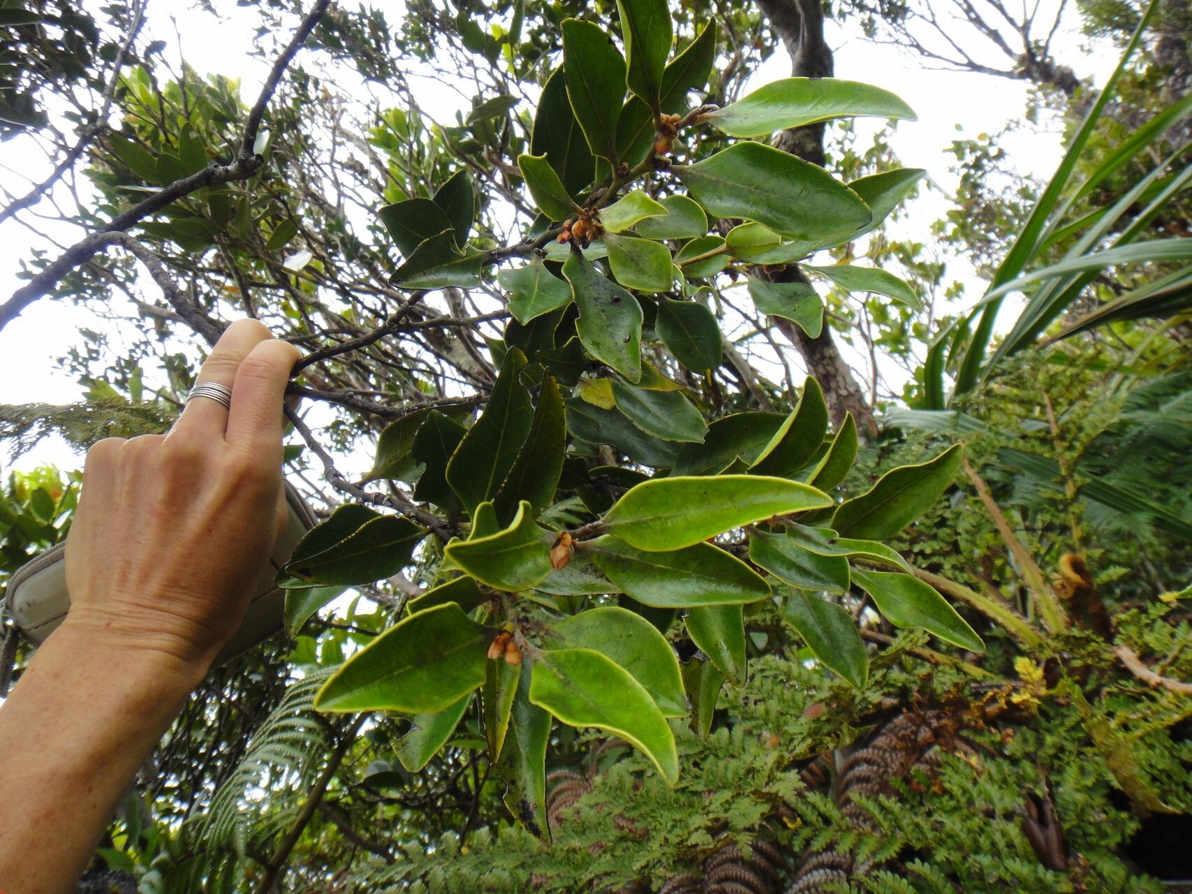 Diospyros oubatchensis habit