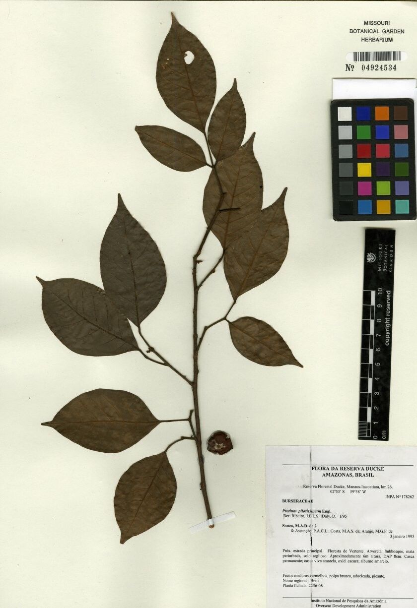 Protium pilosissimum — houseplant care guide