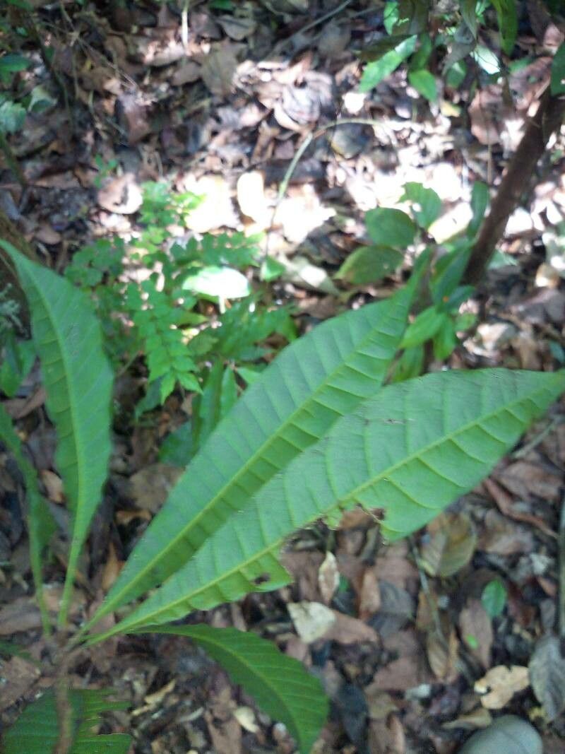 Anacardium spruceanum leaf