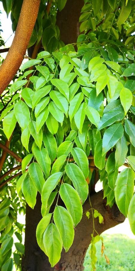 Erythrophleum fordii — related species from the same genus