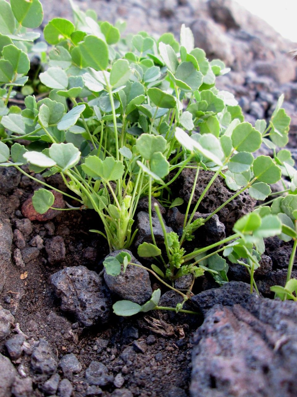 Trigonella stellata habit