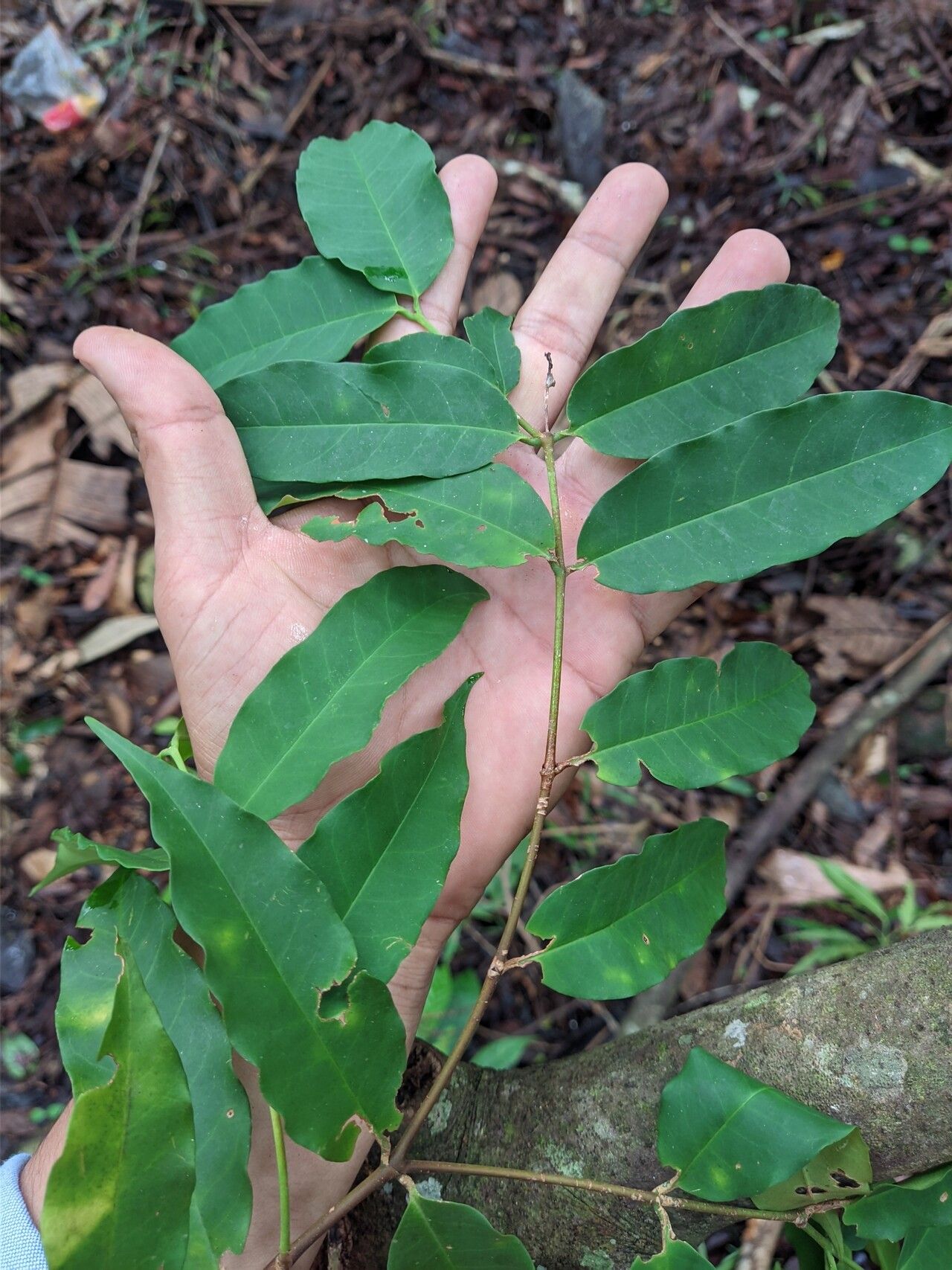 Lacmellea gracilis — related species from the same genus