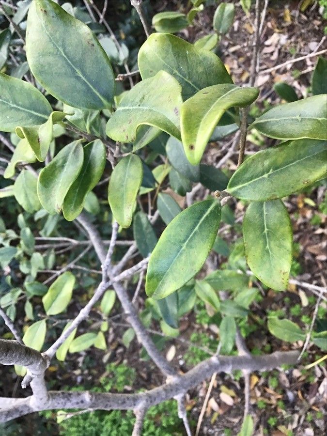 Chionanthus foveolatus