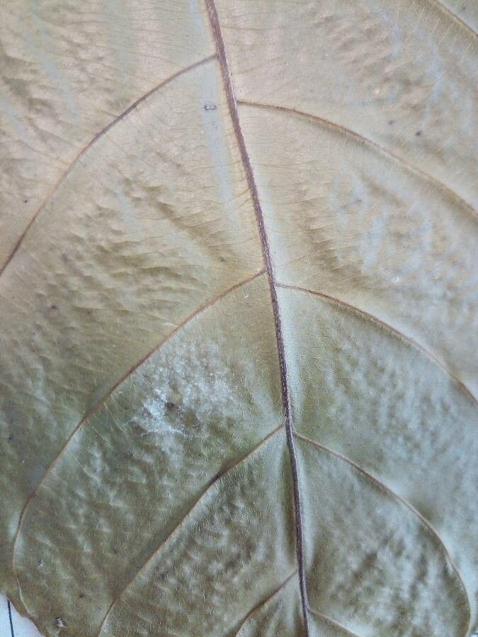 Pouteria fimbriata — search result for 'Pouteria'