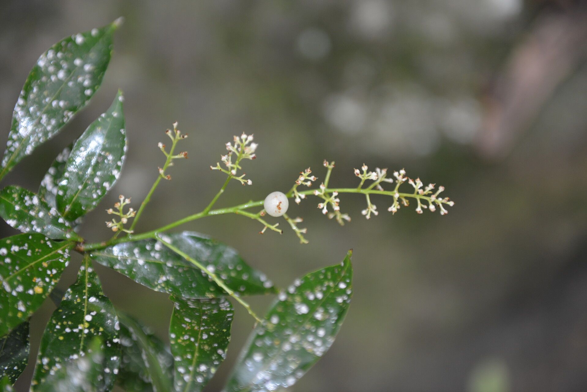 Meliosma idiopoda flower