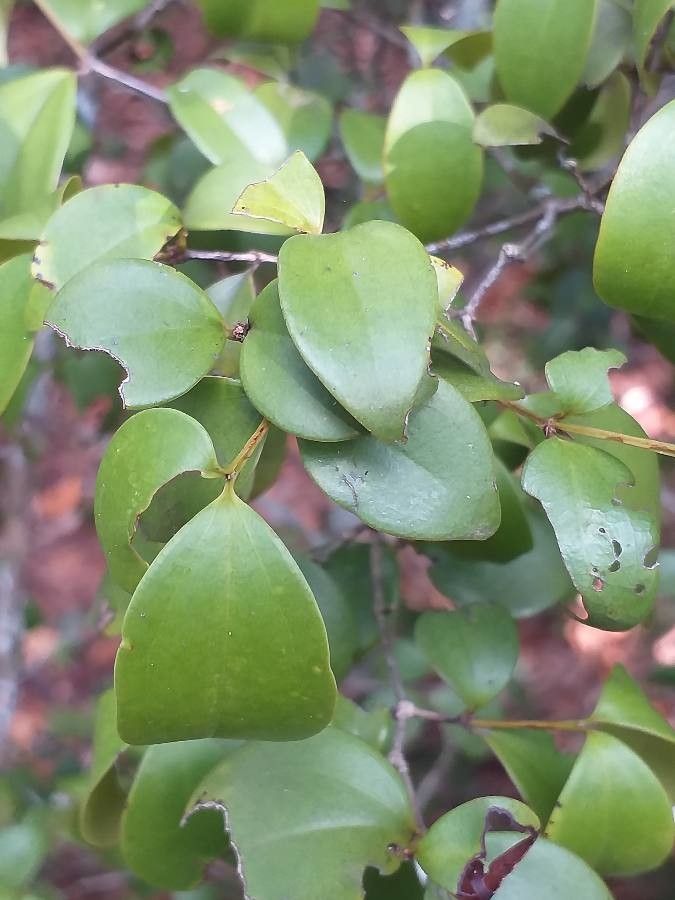 Eugenia capensis — houseplant care guide