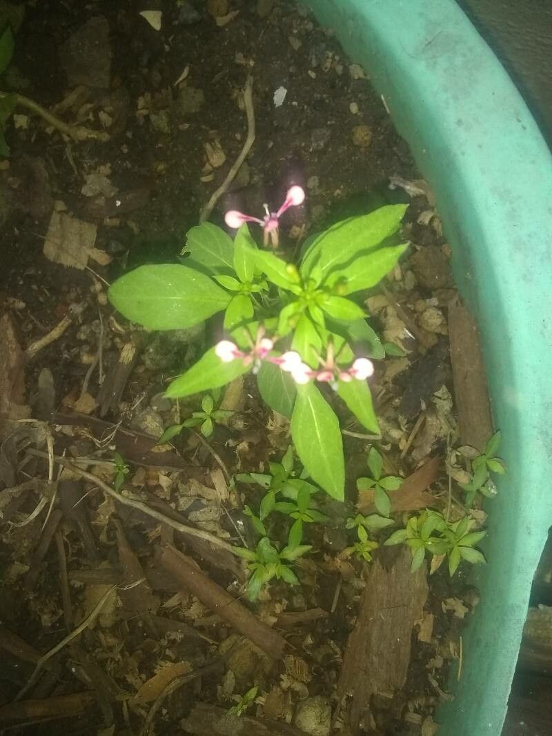 Lopezia racemosa flower