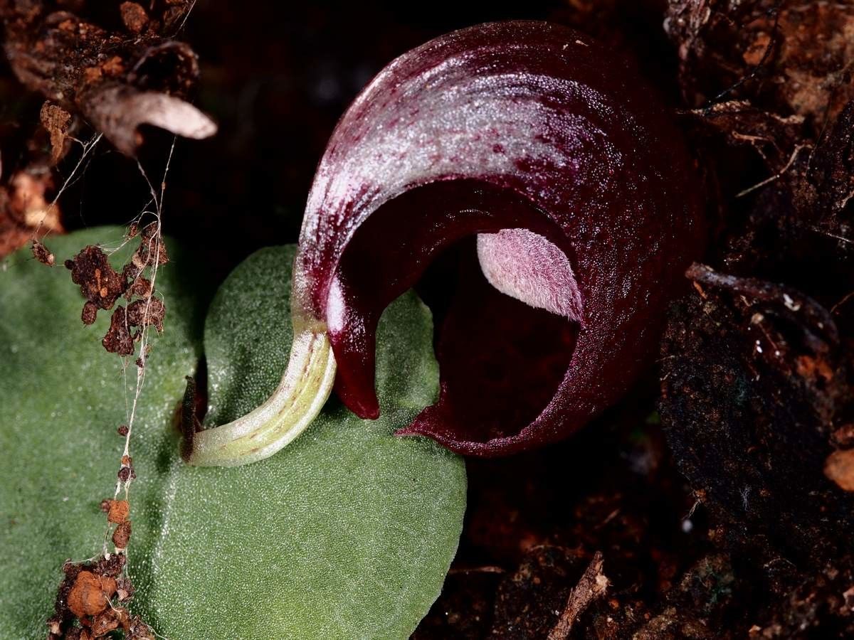 Corybas pignalii flower