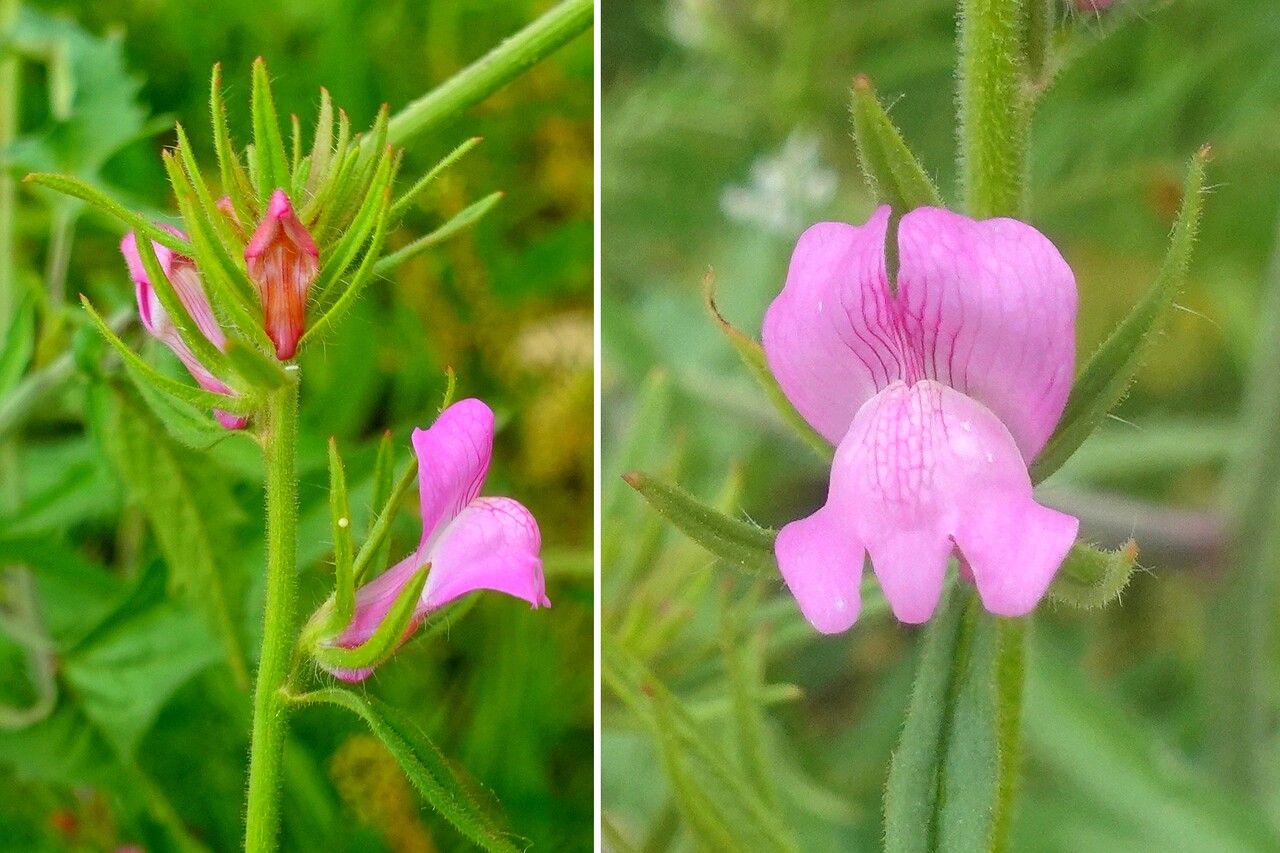 Misopates orontium flower