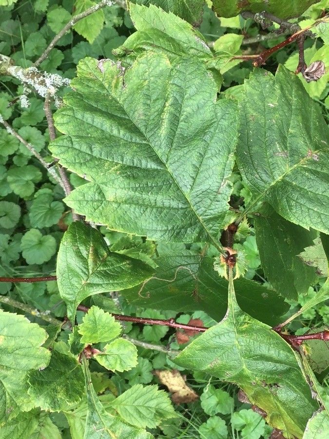 Crataegus chlorosarca leaf