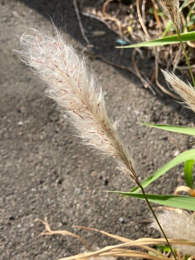 Imperata cylindrica fruit