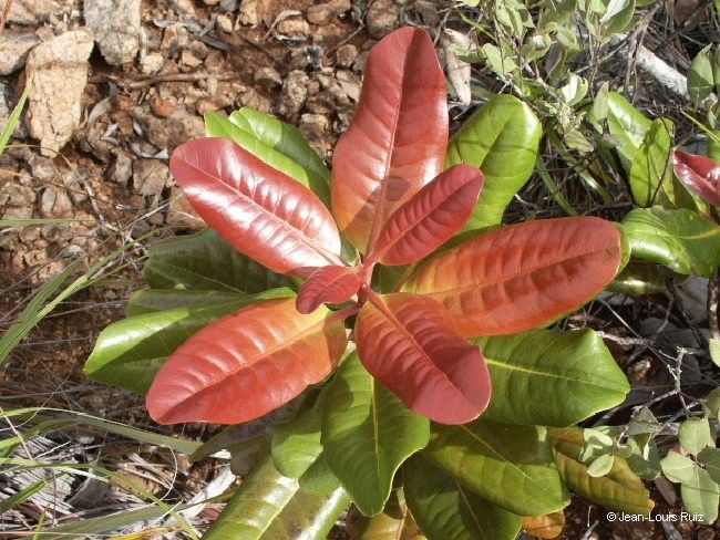 Xanthostemon velutinus — houseplant care guide