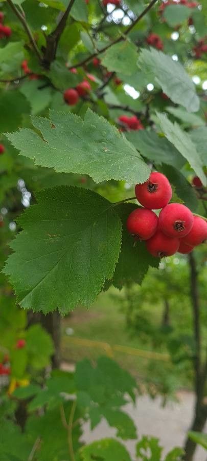 Crataegus coccinioides leaf