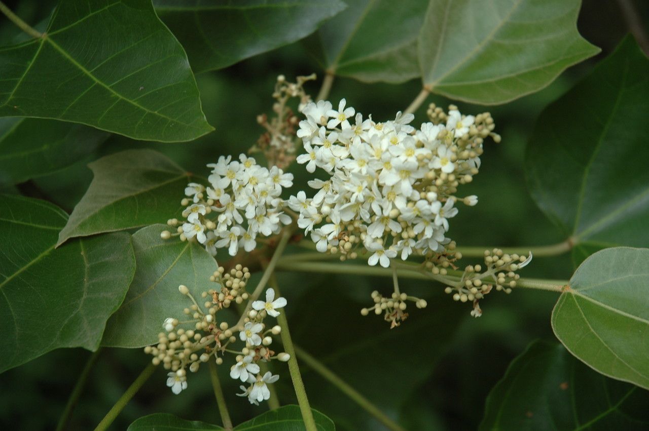 Aleurites moluccanus flower