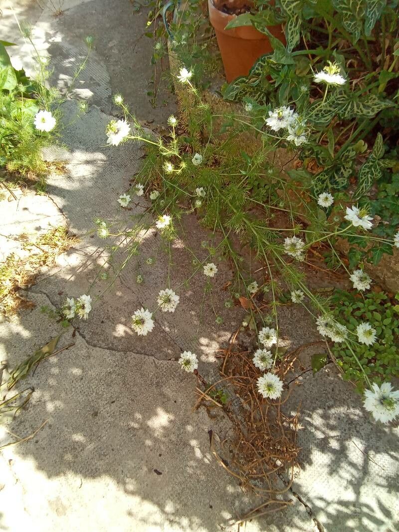 Lomelosia palaestina flower