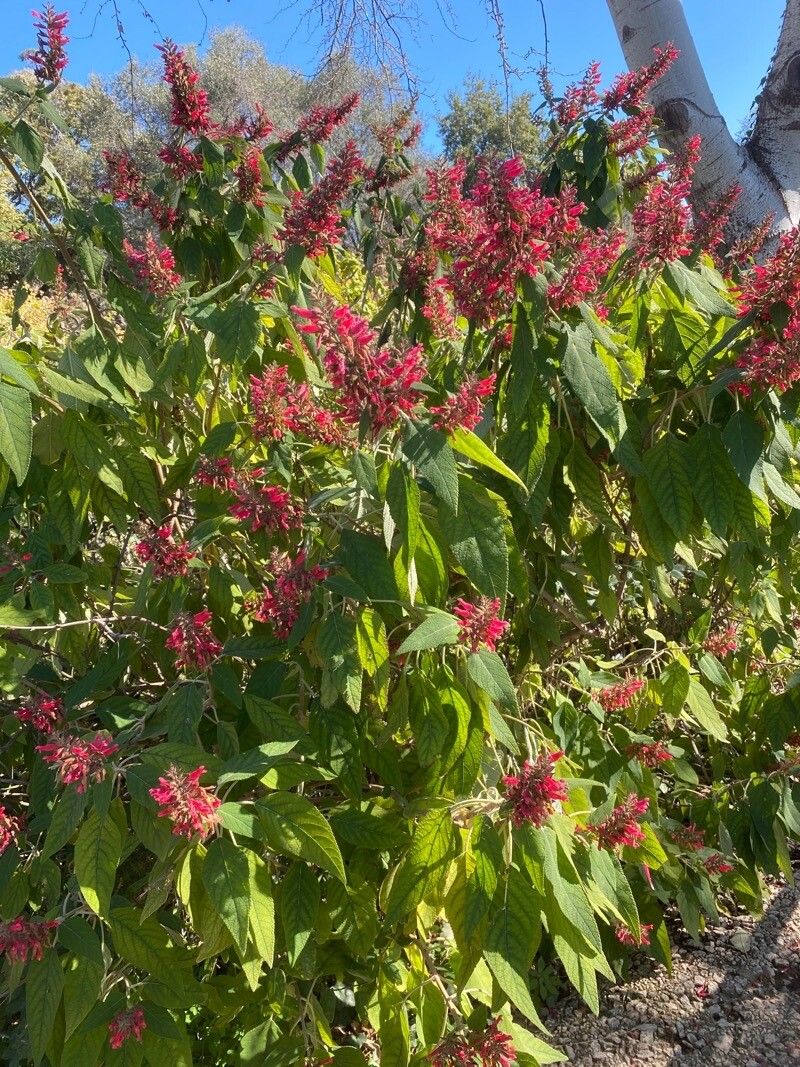 Salvia karwinskii habit