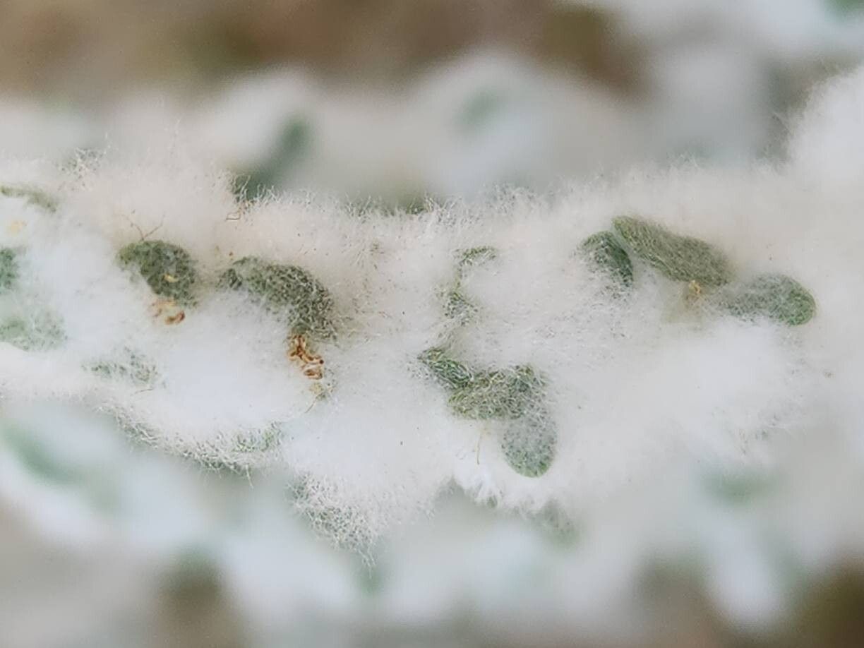 Bassia eriophora flower