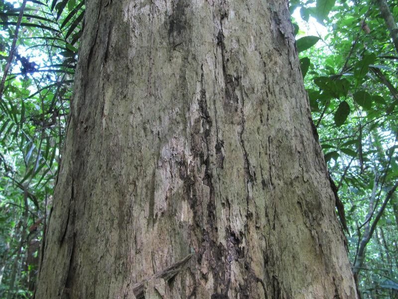 Couepia elata — related species from the same genus