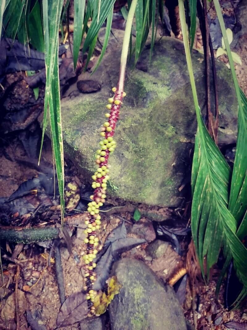 Calyptrogyne ghiesbreghtiana fruit