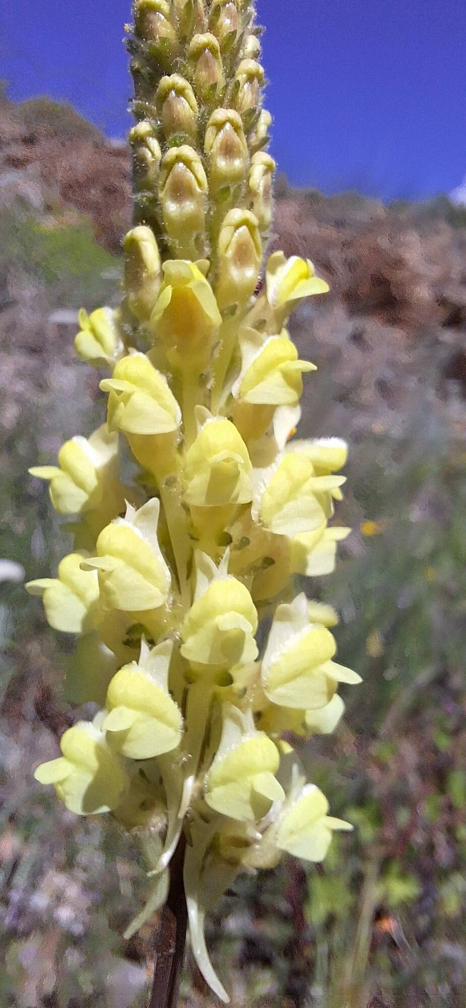 Linaria peloponnesiaca flower
