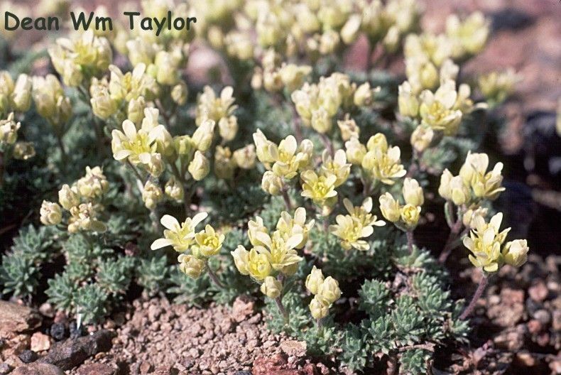 Cusickiella quadricostata habit