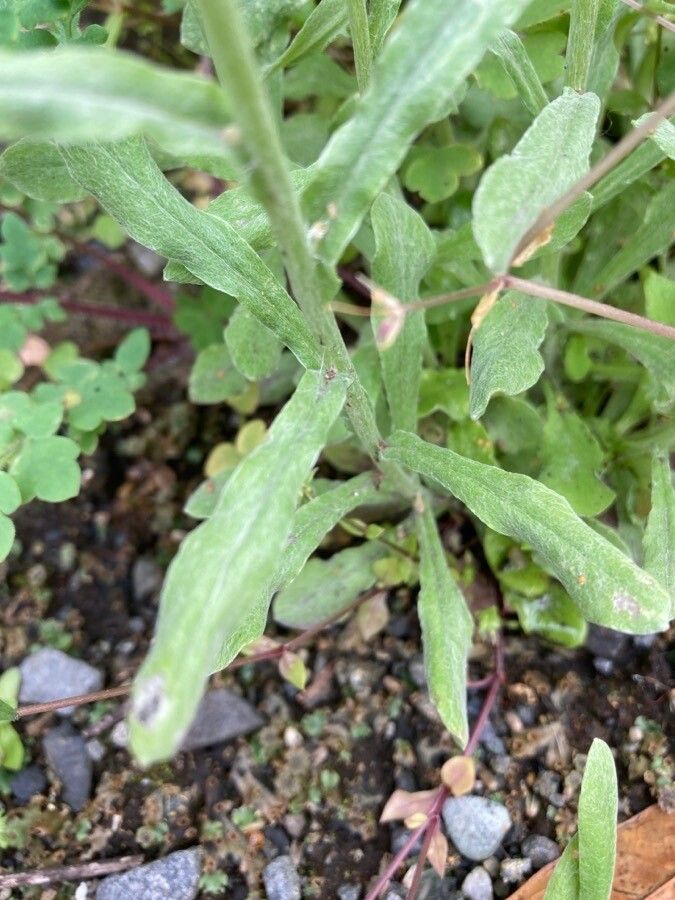 Pseudognaphalium affine