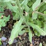 Pseudognaphalium affine