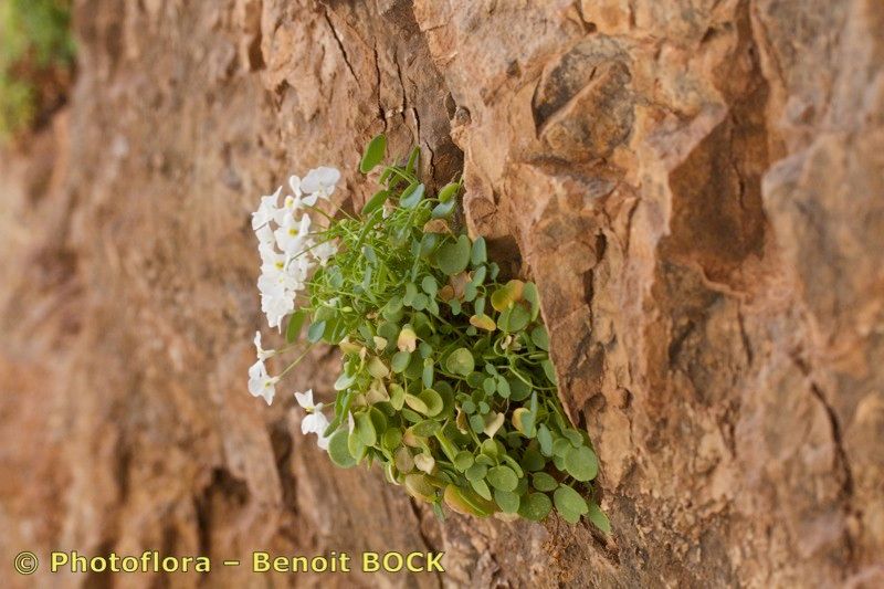 Sarcocapnos crassifolia bark