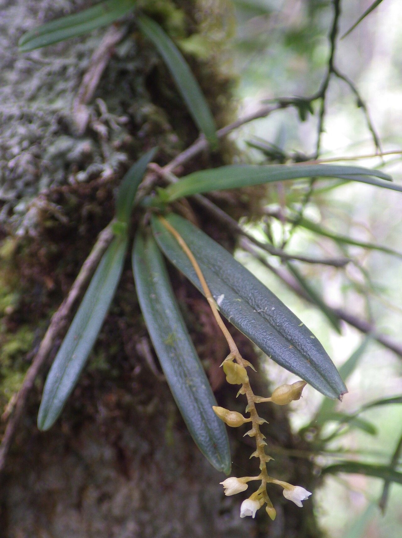 Thelasis sphaerocarpa habit