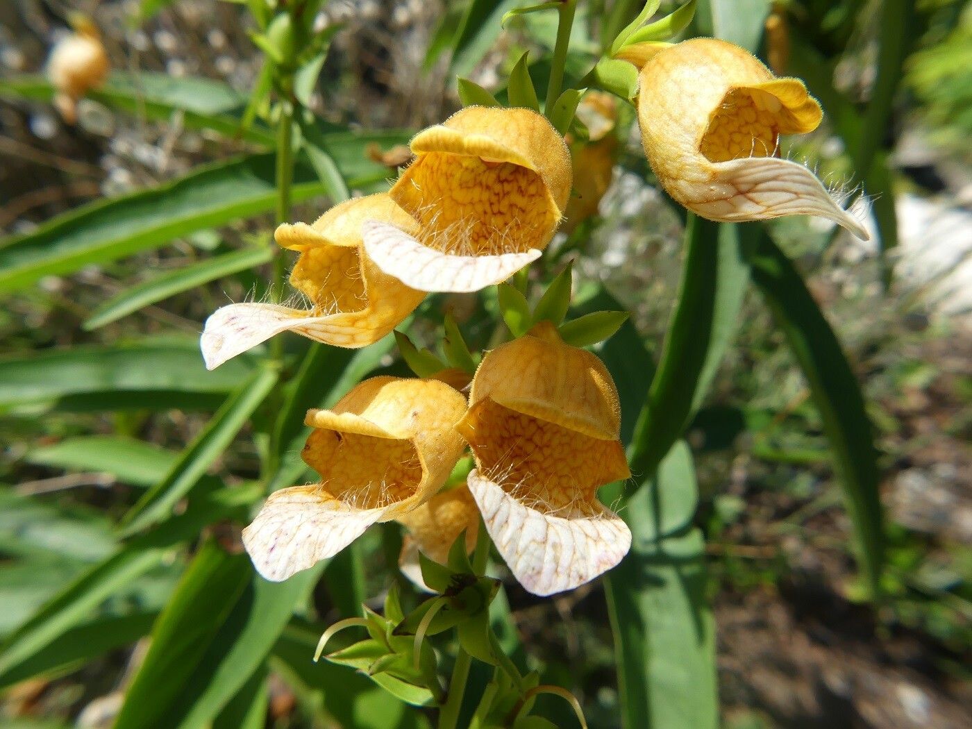 Digitalis laevigata flower