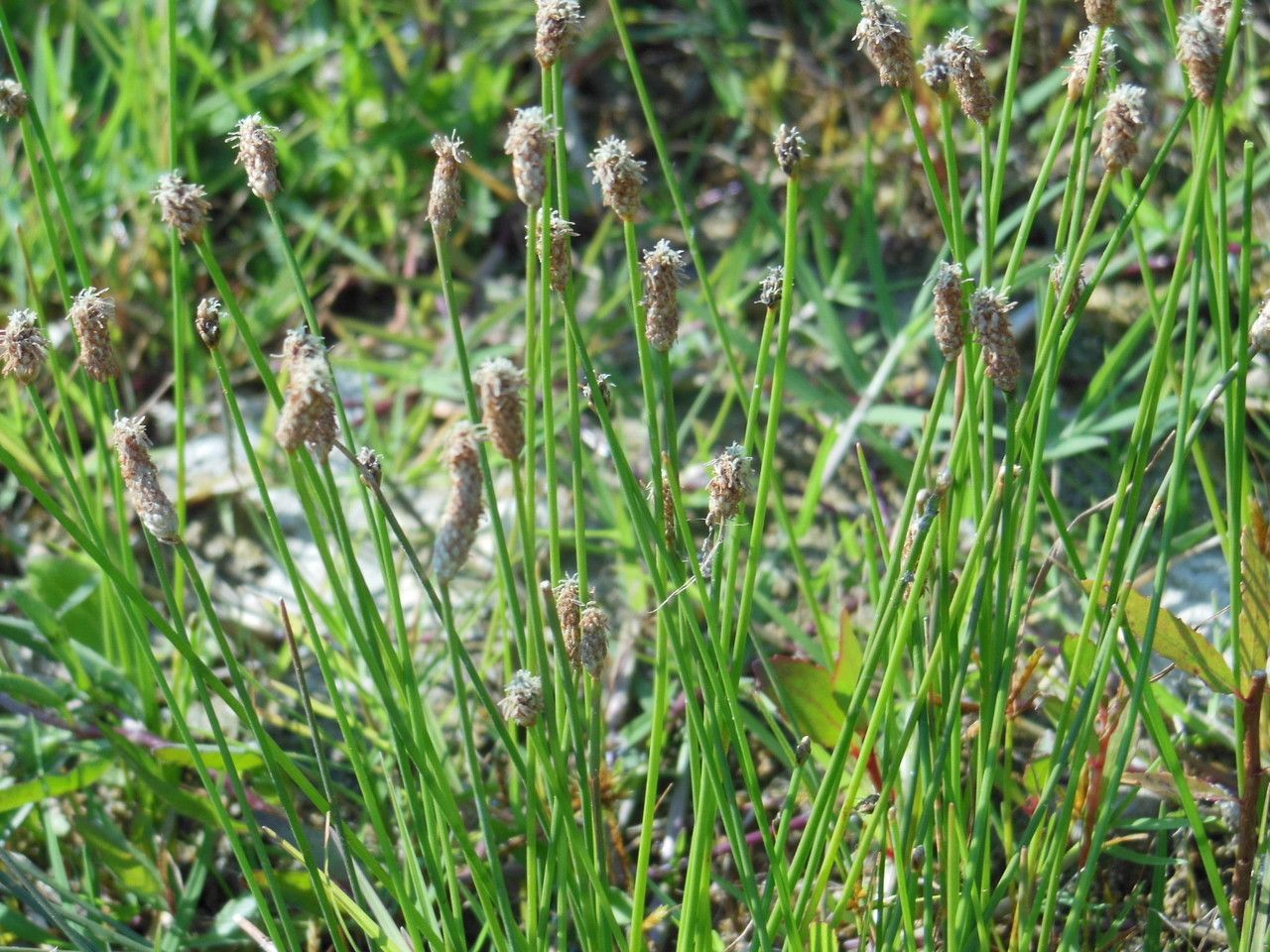 Eleocharis albida — related species from the same genus