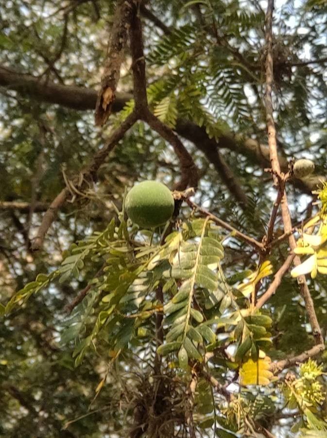 Holocalyx balansae fruit
