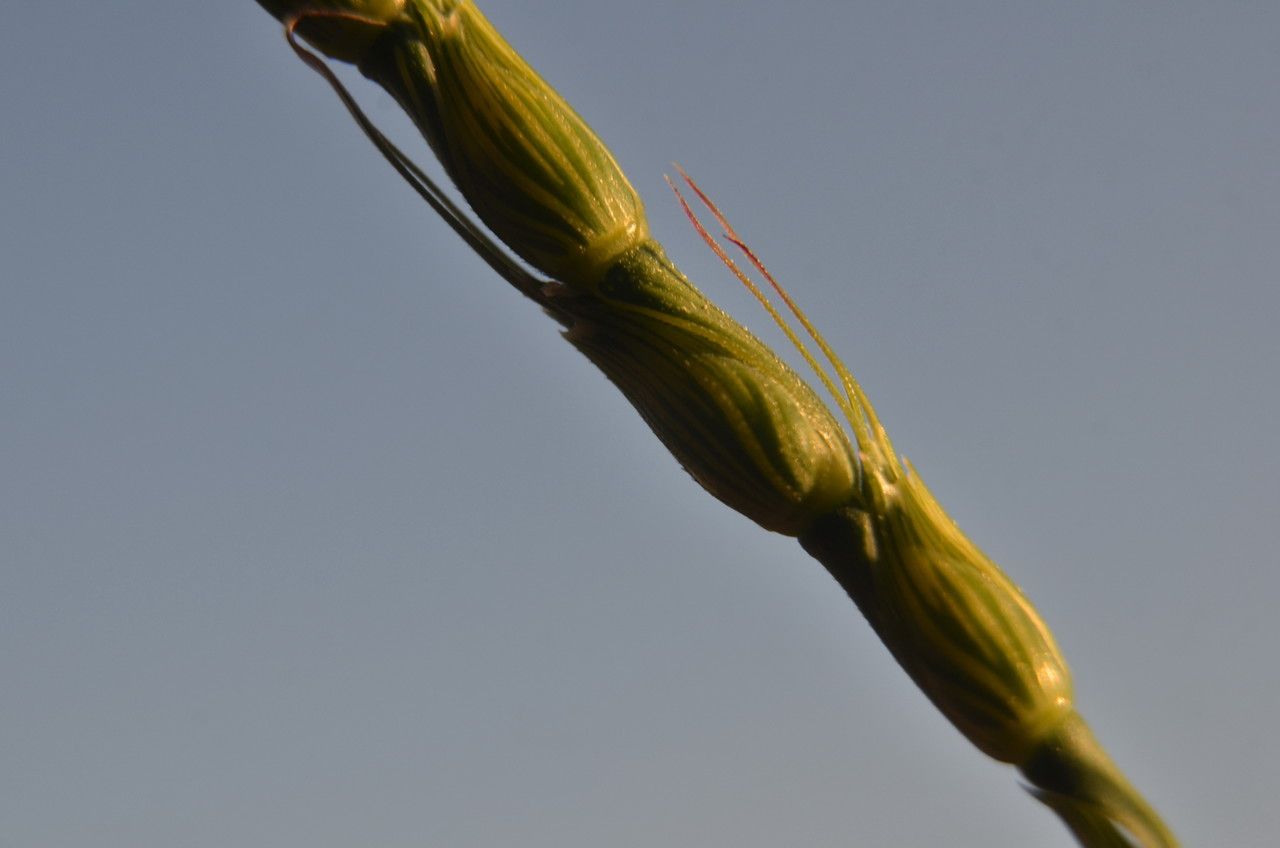 Aegilops ventricosa fruit