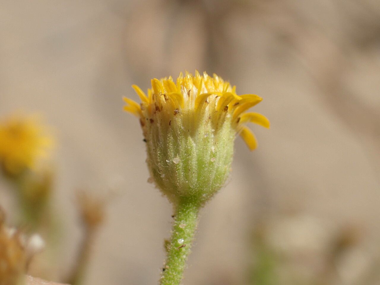 Nidorella aegyptiaca flower