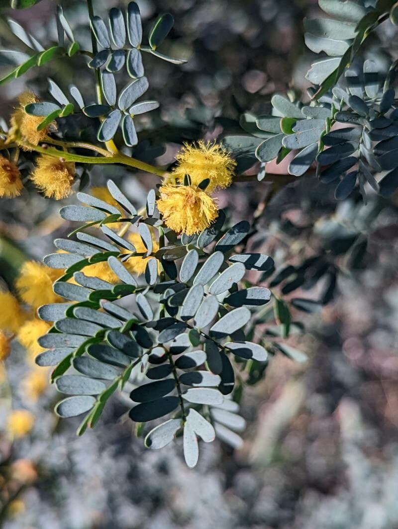 Acacia spectabilis — houseplant care guide
