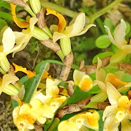 Earina mucronata — related species from the same genus