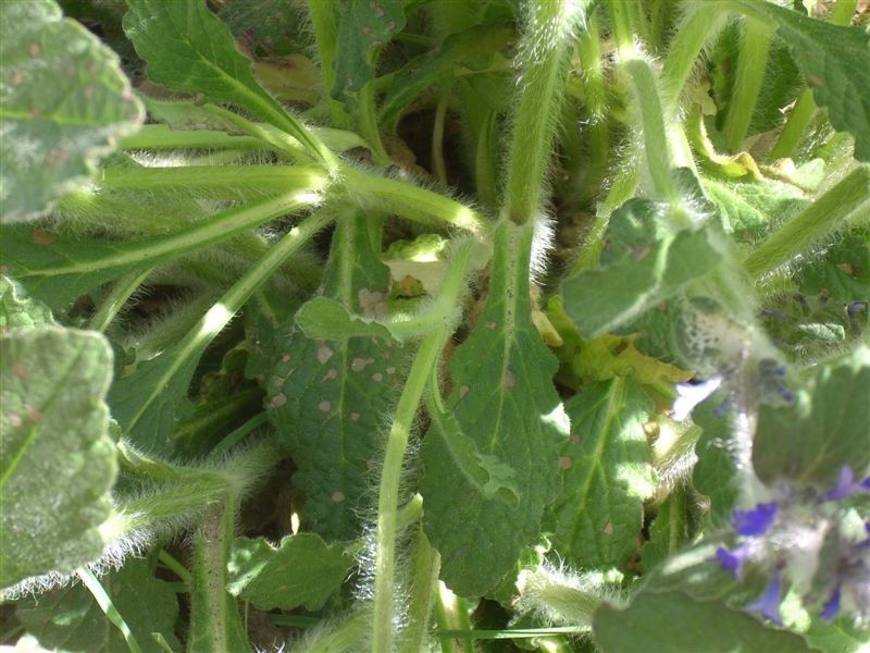 Ajuga orientalis — search result for 'Ajuga'