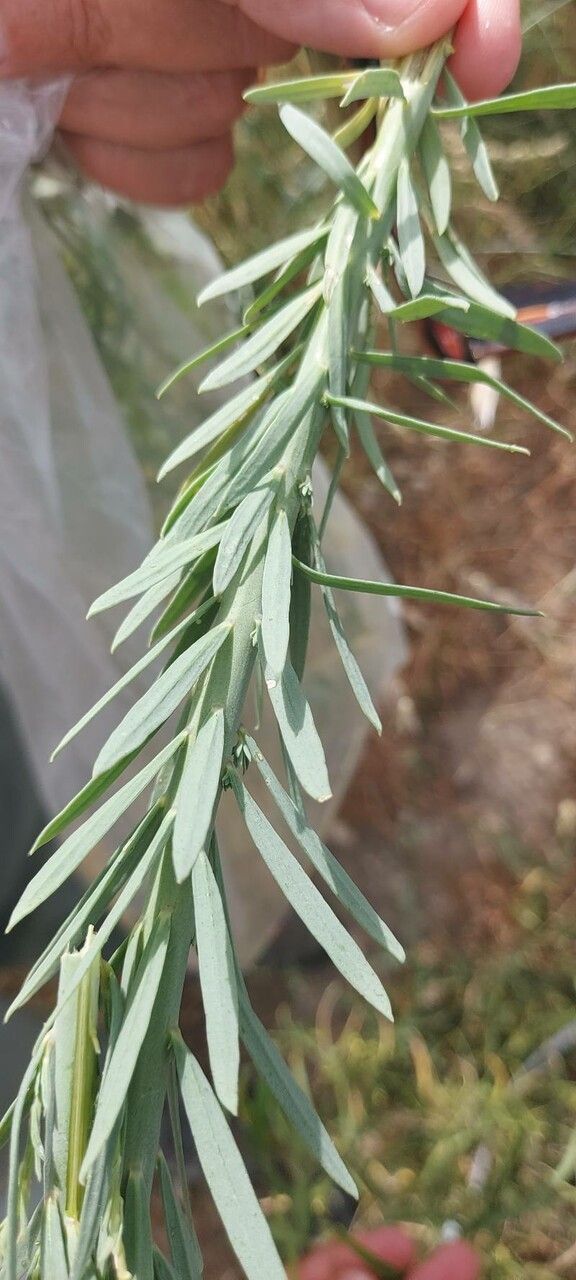 Oligomeris linifolia leaf