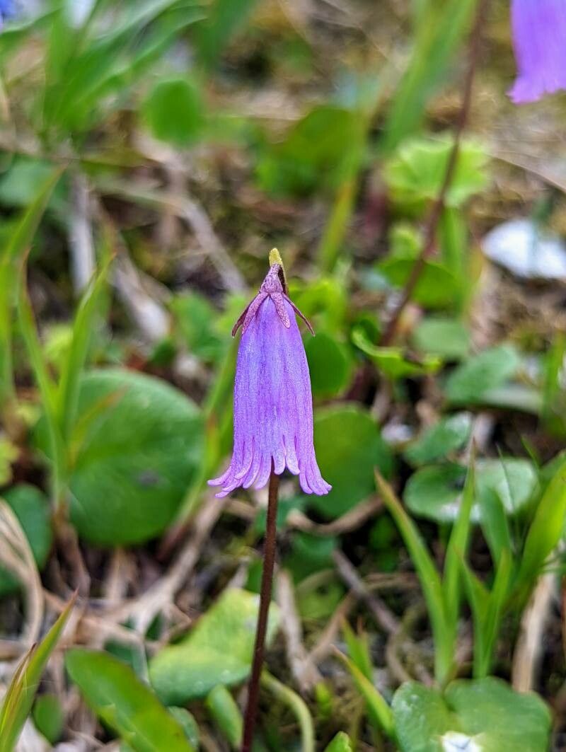 Soldanella pusilla flower