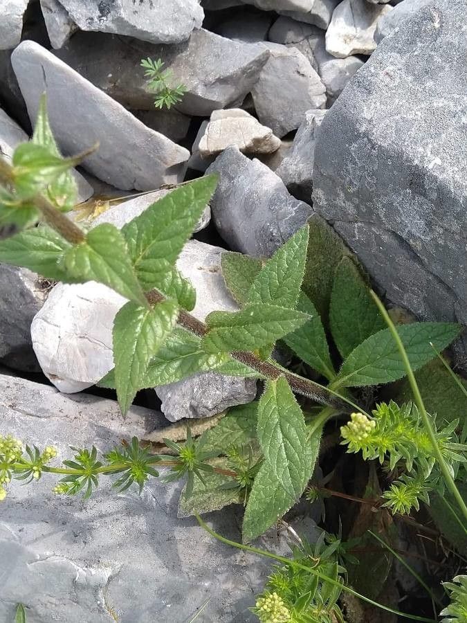 Verbascum anisophyllum