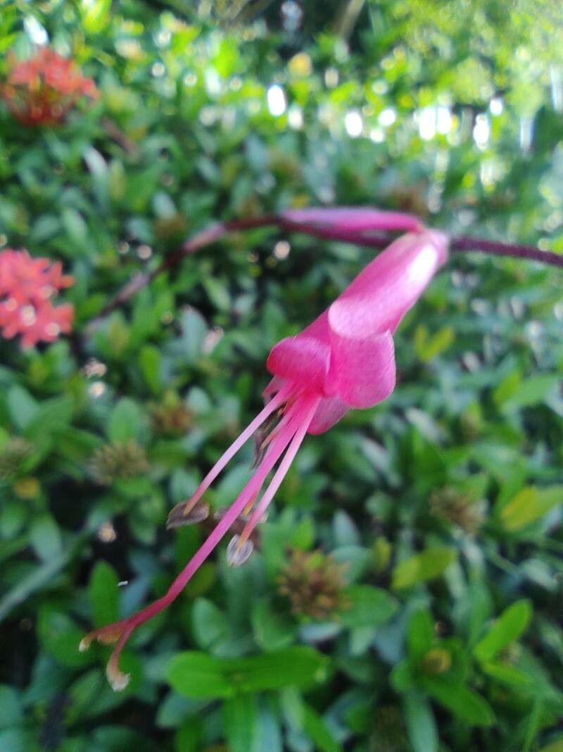 Tillandsia flexuosa flower