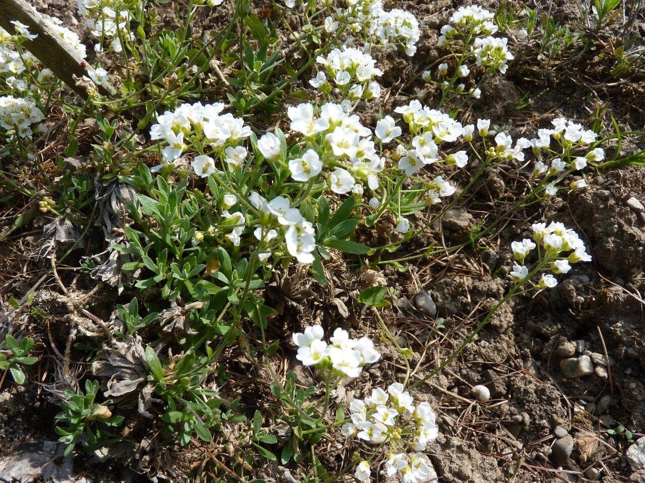 Draba hyperborea habit